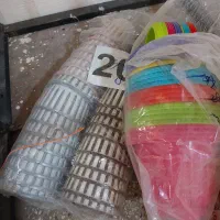 انواع گل گلدان|گل و گیاه طبیعی|شوش, |دیوار