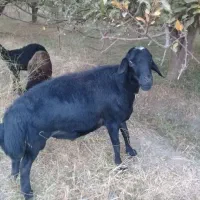 قوچ قیزل افشار