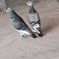 جفت پلاکی در حد|پرنده|برازجان, |دیوار