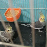 یک جفت عروس هلندی|پرنده|مشهد, شهرک رازی (شهرک غرب)|دیوار