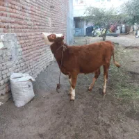 باسلام دوتا گوساله جوفتی ۹۰میلیون