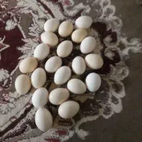 تخم مرغ محلی