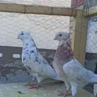 نقش و پرشی|پرنده|سمنان, |دیوار