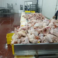 نیروی کار برای قطعه بندی مرغ