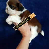 توله های نژاد شیتزو اصیل|سگ|تهران, صادقیه|دیوار