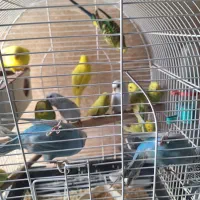 مرغ عشق جفتی 450/000 هزار تومان|پرنده|شیراز, مسلم|دیوار