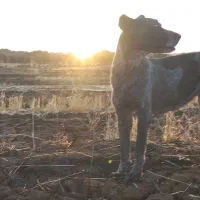 واگذاری سگ افغان|سگ|کرمانشاه, |دیوار