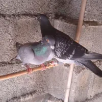 مسافتی اصل|پرنده|سیمین شهر, |دیوار