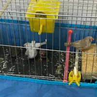 فنچ سرحال|پرنده|دره شهر, |دیوار