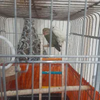 طوطی برزیلی جفت ۹۰۰