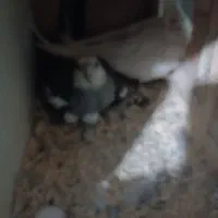 جفت عروس هلندی|پرنده|تهران, نازی‌آباد|دیوار