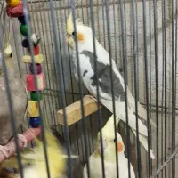 10عدد عروس هلندی رنگهای مختلف منیریه