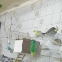 گمشده عروس هلندی