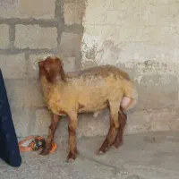 فروش بره نر عربی یک ساله در بندر ماهشهر