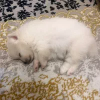 سگ پامر دوماهه