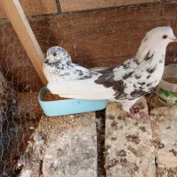 کبوتر|پرنده|اصفهان, ارغوانیه|دیوار