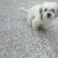 توله ۶ ماهه شیتزو|سگ|شیراز, کوشک میدان|دیوار