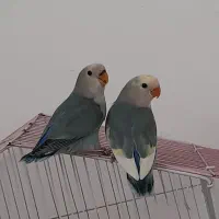 جوجه برزیلی