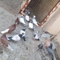 کفتر جوجه آس|پرنده|قم, کیوانفر|دیوار