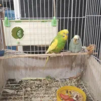 مرغ عشق|پرنده|آبادان, |دیوار