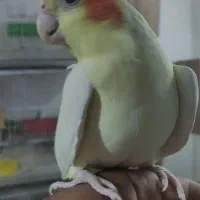 عروس هلندی نر و ماده دستی و نیمه دستی بالغ