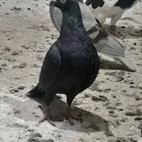هومر