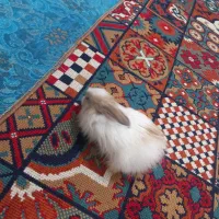 خرگوش ناز و بازیگوش بفروش میرسد|موش و خرگوش|سبزوار, قصبه شرقی|دیوار