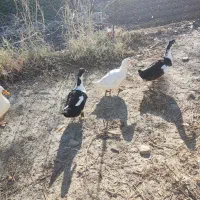 مرغابی|حیوانات مزرعه|یاسوج, |دیوار