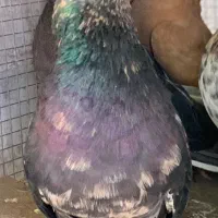 سور|پرنده|بم, |دیوار