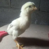 جوجه لاری اصیل