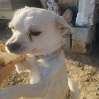 واگذاری سگ پاپی