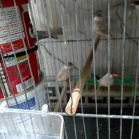 چهار جفت فنچ نرگسی شکلاتی|پرنده|قم, شهرک فاطمیه|دیوار