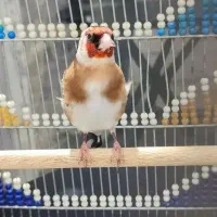 سهره دورگ زیرخر سفید آل و پیسه