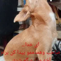 سگ شیوا وا میکس پیداشده|سگ|گرگان, |دیوار