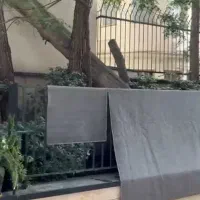 برش درخت وخرید چوب درخت همراه برش رایگان در پاکدشت|خدمات باغبانی و درختکاری|پاکدشت, خاتون آباد|دیوار