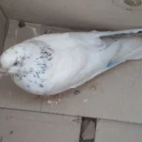 کفتر پرشی وسالم