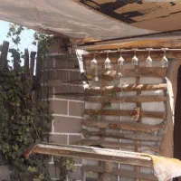 کبوتر سهره قناری