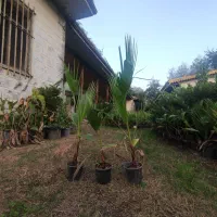 پایم ها سطح 4 موجود است|گل و گیاه طبیعی|رودبنه, |دیوار