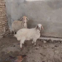 ی عدد میش بره دار جوان