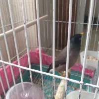 مرغ مینا|پرنده|مرودشت, ابوذر شمالی‎|دیوار