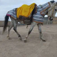 اسب مادیون|اسب و تجهیزات اسب‌سواری|قوچان, |دیوار