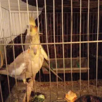 جفت عروس هلندی