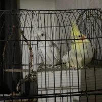 عروس هلندی یک جفت دم بلند|پرنده|تهران, امام زاده عبدالله|دیوار