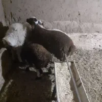 یک عدد بره هترو