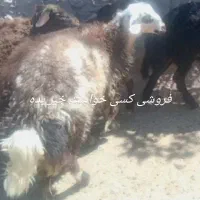 55کیلو جنس خوب