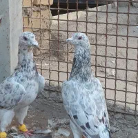 پرنده خطی جفت نر|پرنده|تاکستان, |دیوار