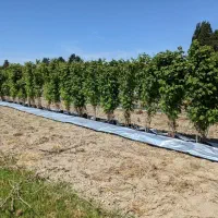 رو زمینی نایلون( مالچ مخصوص پسته)