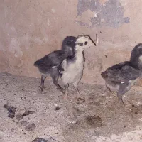 جوجه لاری|حیوانات مزرعه|خاوران, |دیوار