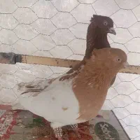 کبوتر کله ای