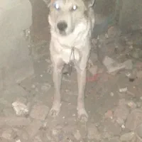 سگ ص ح. ر ا ی ی